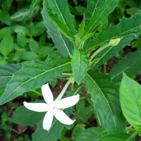 Hippobroma longiflora (L.) G.Don